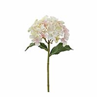 Hortensia creme/rosa 28 cm